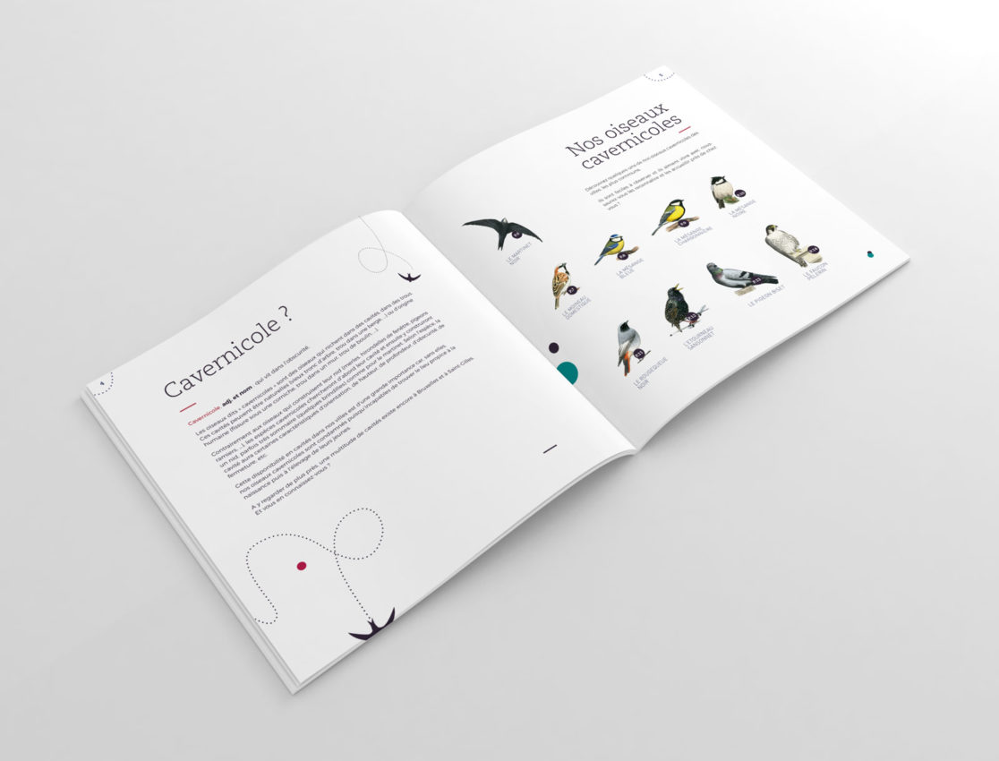 Oiseaux cavernicoles à Saint-Gilles