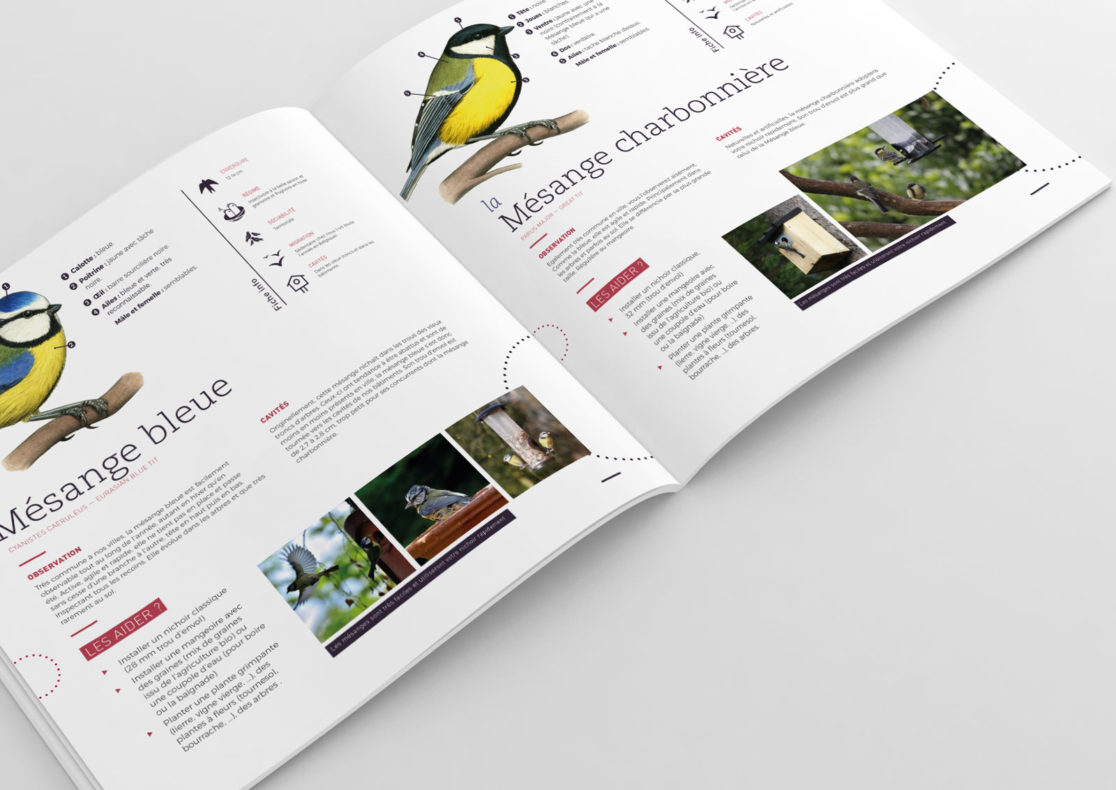 Oiseaux cavernicoles à Saint-Gilles