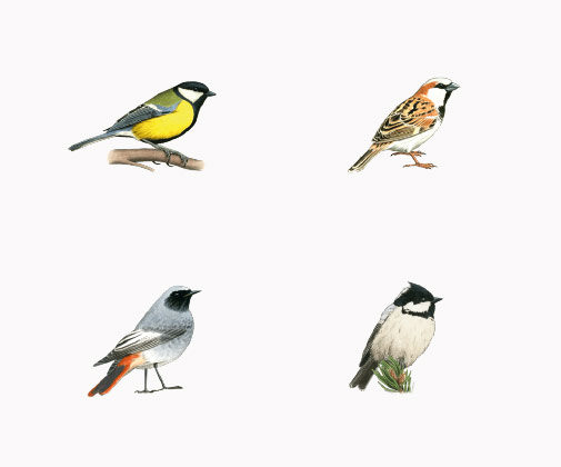 Oiseaux cavernicoles à Saint-Gilles